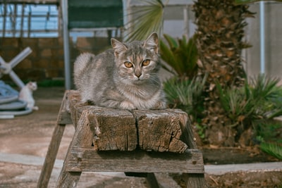 银虎斑猫棕色的木质长椅上
